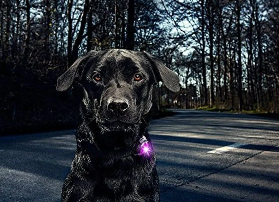Orbiloc Collier Lumineux Blanc Pour Chien – Image 2