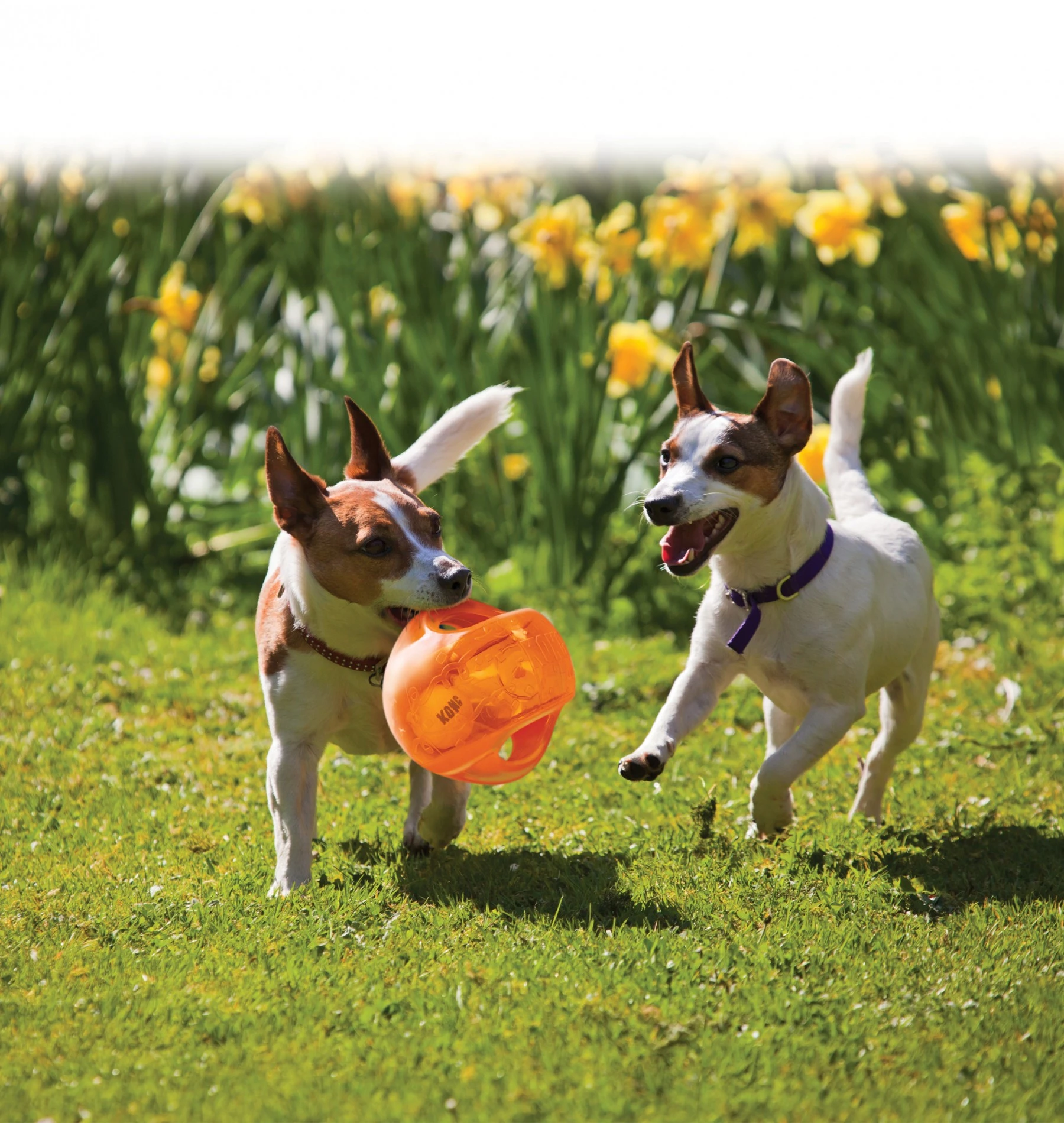 KONG Ballon Jumbler – Image 6