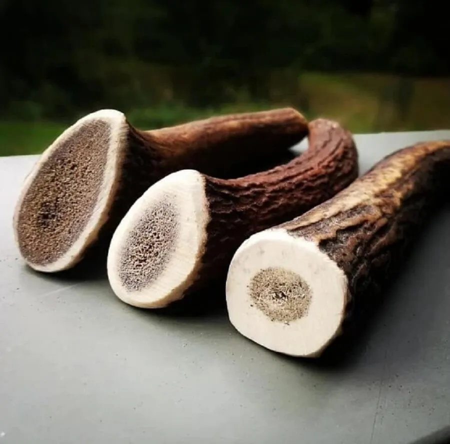 Evident Bois De Cerf Entier XS – Image 3