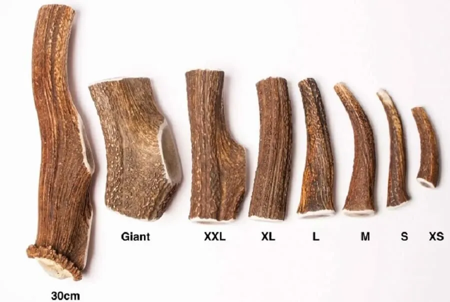 Evident Bois De Cerf Entier XS – Image 2