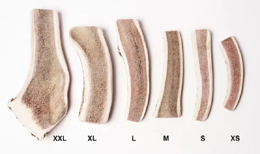 Evident Bois De Cerf Tranché M – Image 2