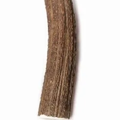 Evident Bois De Cerf Entier XL