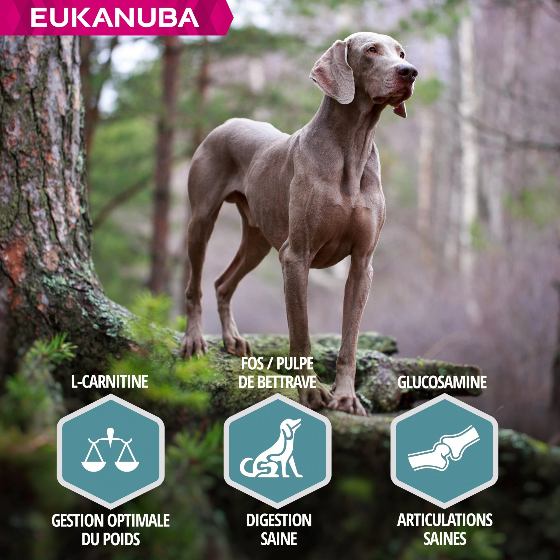 Eukanuba Adulte Large Breed - Saumon Et Orge – Image 4