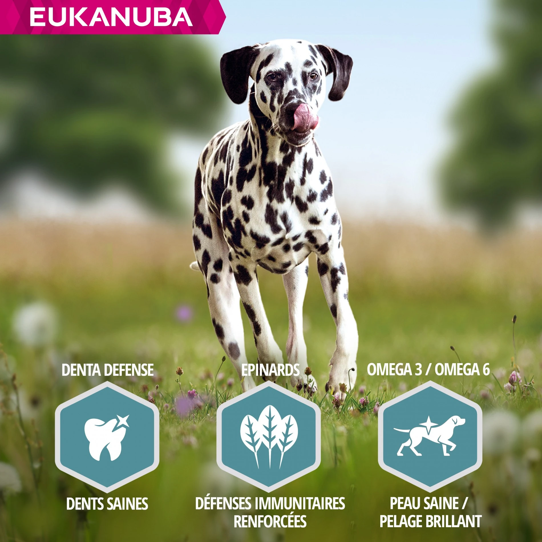 Eukanuba Adulte Large Breed - Saumon Et Orge – Image 5