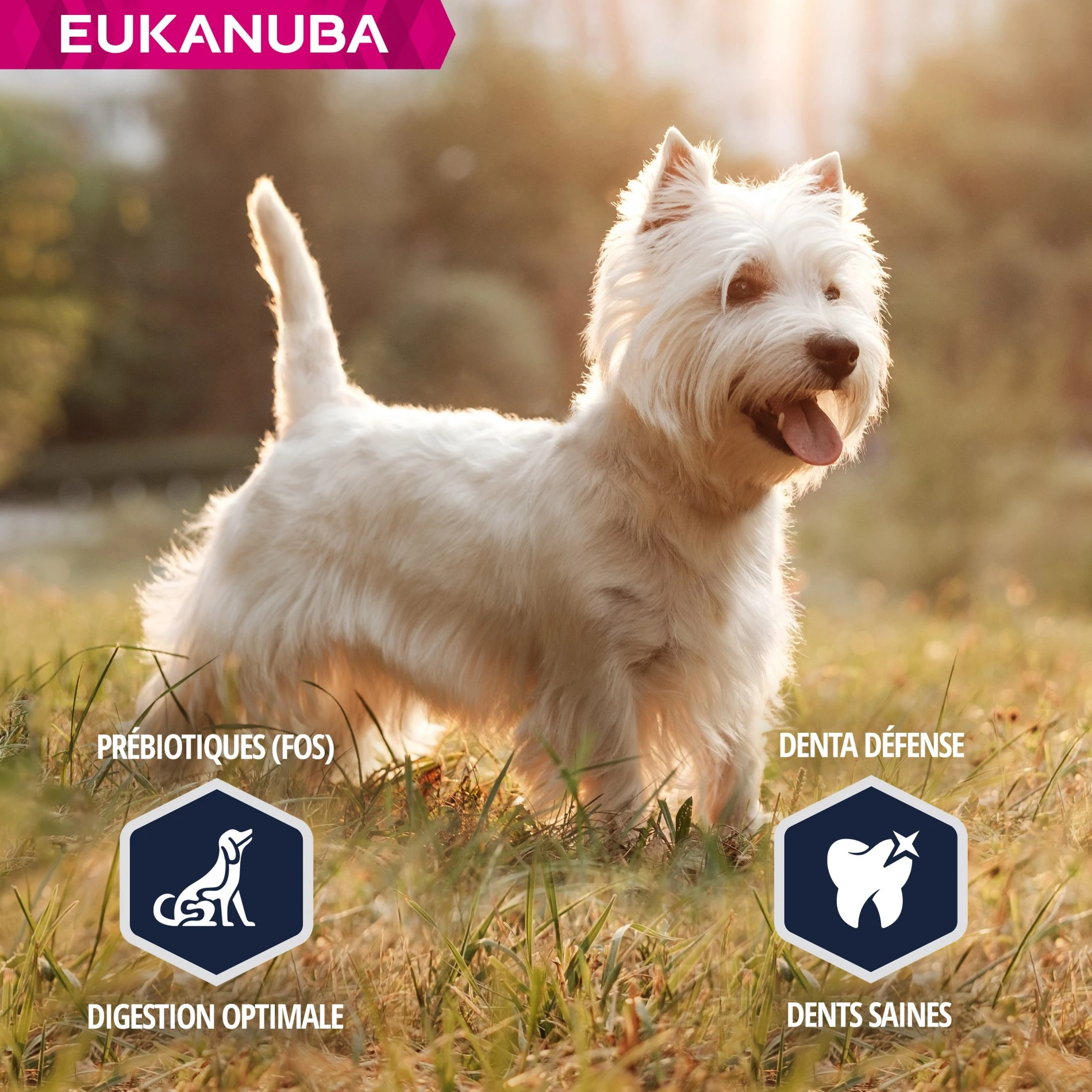 Eukanuba Breed Specific West Highland White Terriers – Image 4