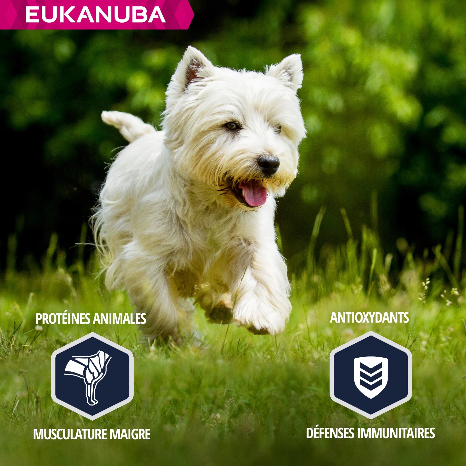 Eukanuba Breed Specific West Highland White Terriers – Image 5
