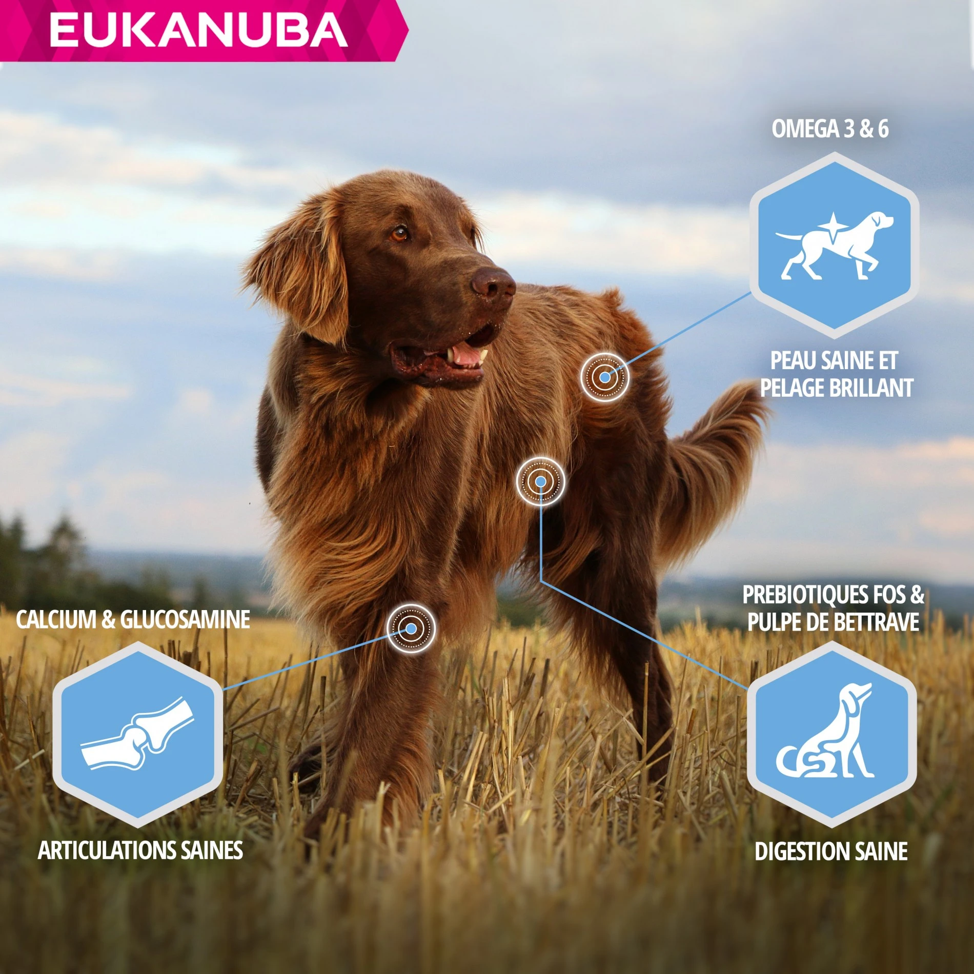 Eukanuba Daily Care Weight Control Large Breed – Image 4