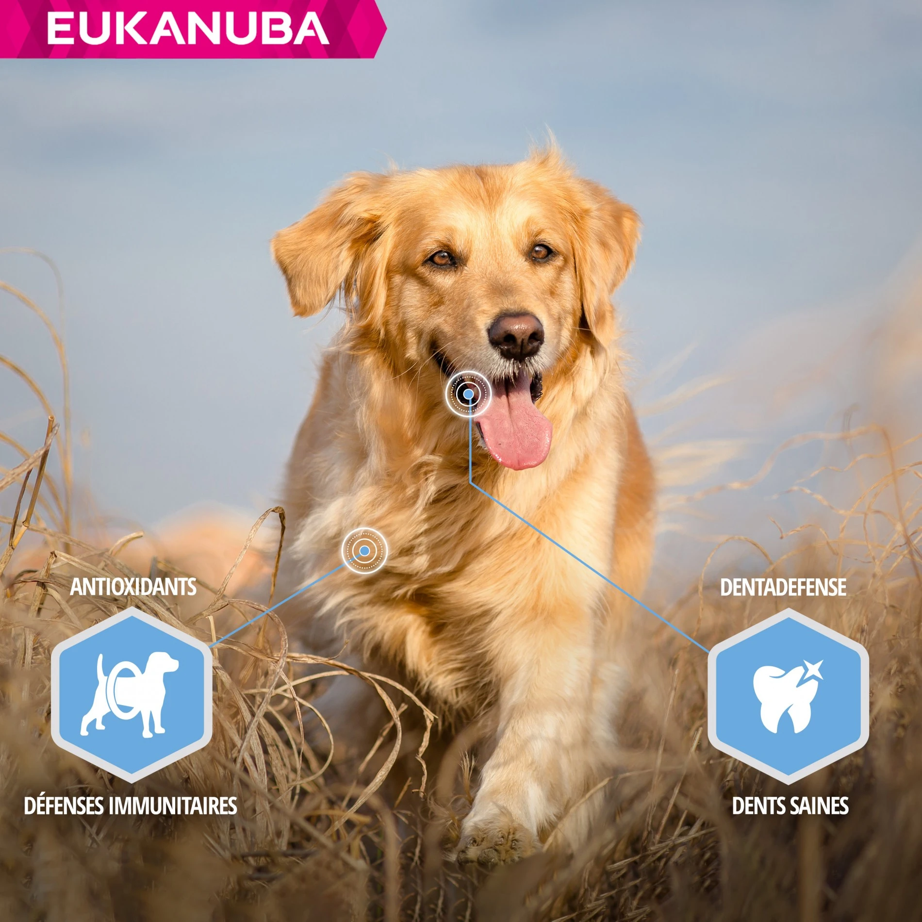 Eukanuba Daily Care Weight Control Large Breed – Image 5
