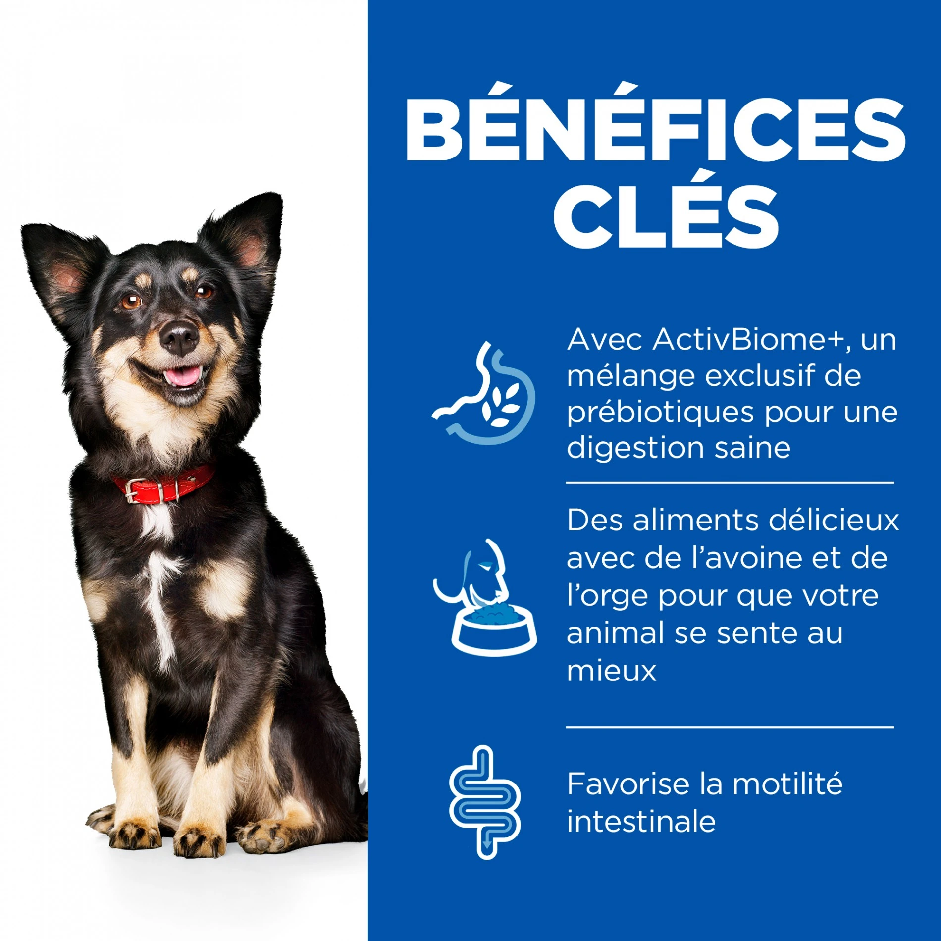 HILL'S Science Plan Perfect Digestion Small & Mini Adult Au Poulet - Croquettes Pour Chien – Image 3
