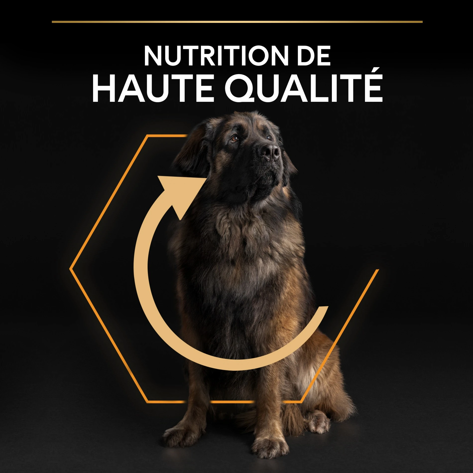 ProPlan PRO PLAN Everyday Nutrition Large Robust Adult Au Poulet - Croquettes Pour Chien – Image 8