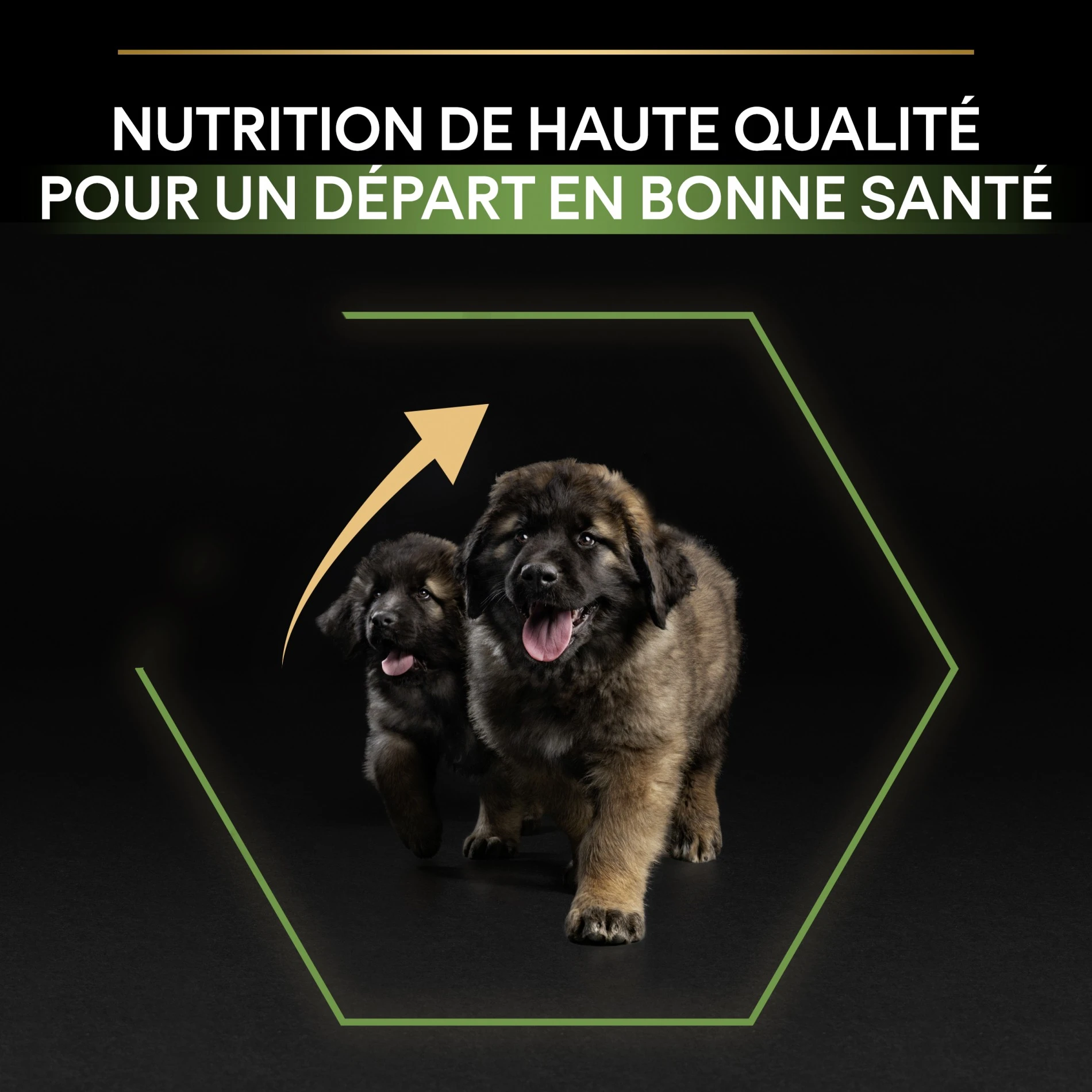 ProPlan PRO PLAN Healthy Start Large Robust Puppy Au Poulet - Croquettes Pour Chien – Image 8