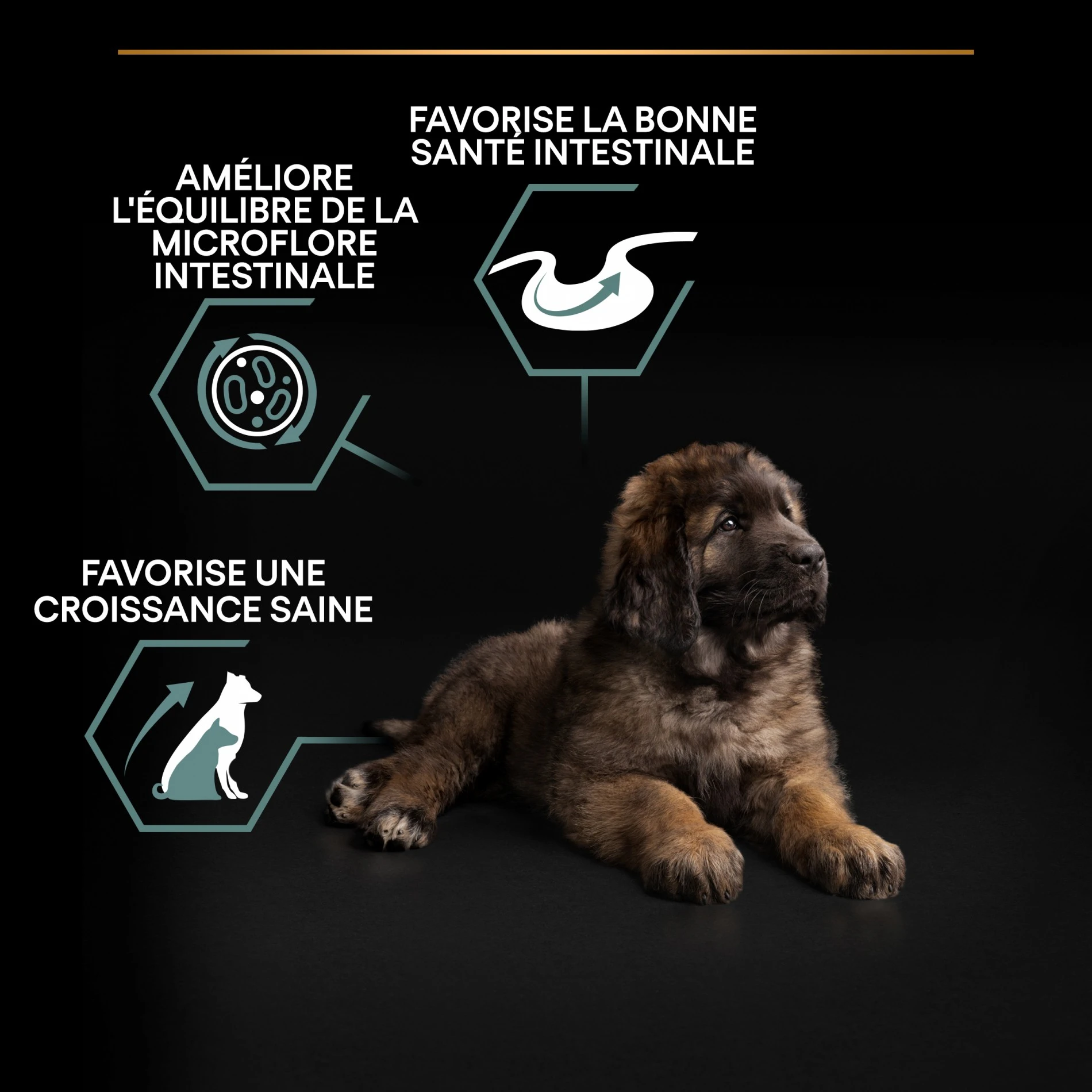 ProPlan PRO PLAN Sensitive Digestion Large Robust Puppy à La Agneau- Croquettes Pour Chien – Image 6