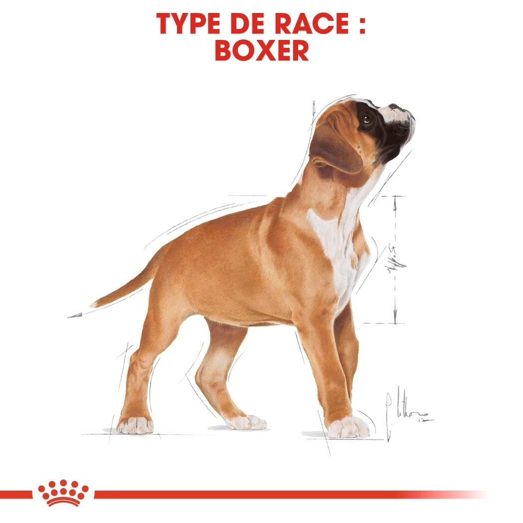 Royal Canin Boxer Puppy - Croquettes Pour Chiot – Image 6