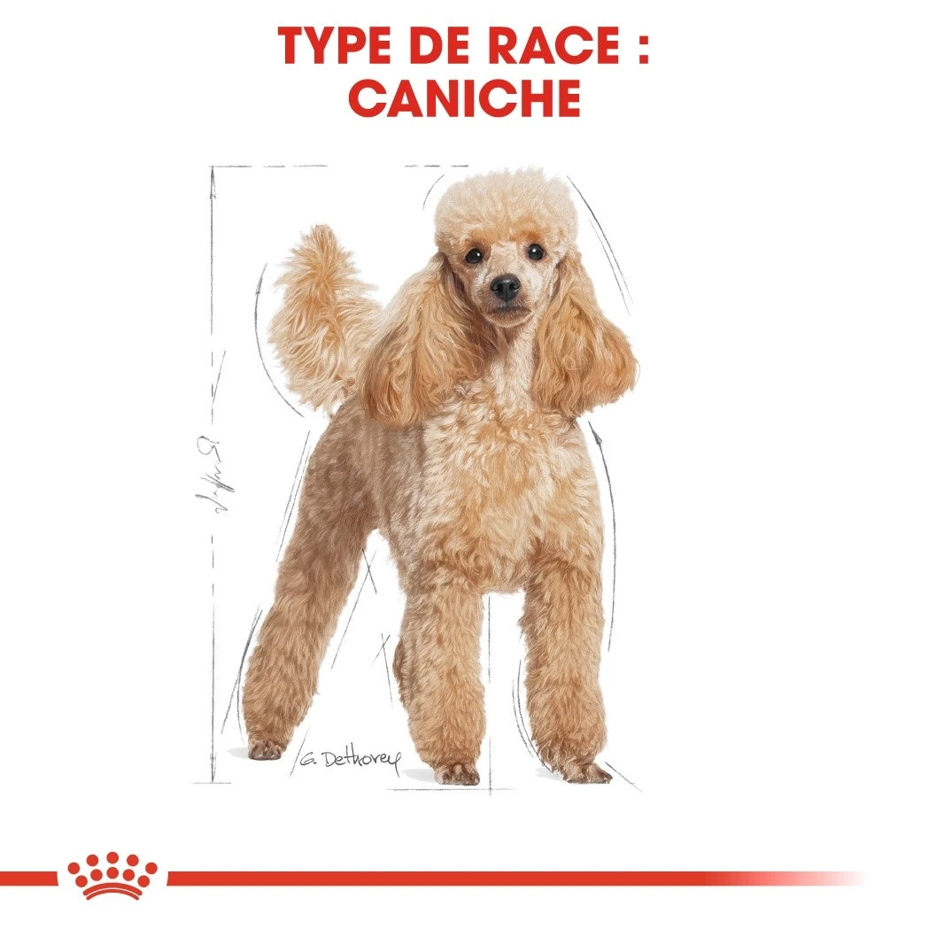 Royal Canin Caniche (Poodle) - Pâtée Pour Chien – Image 2