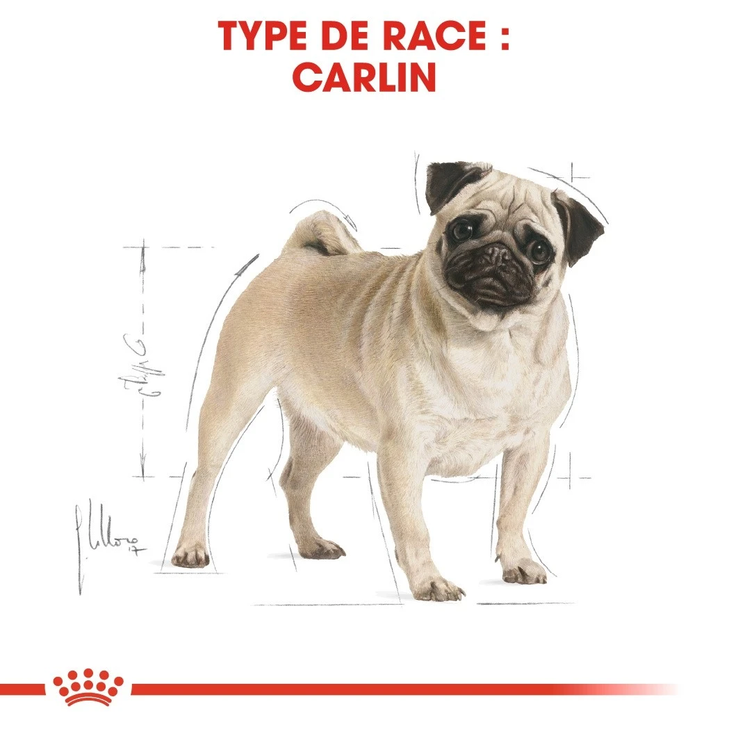 Royal Canin Carlin Adult (Pug) - Croquettes Pour Chien – Image 5