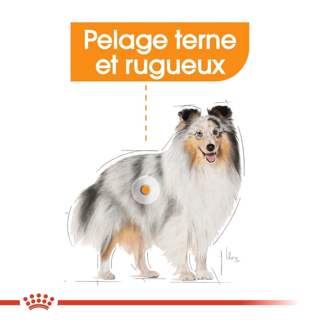 Royal Canin Coat Care - Pâtée Pour Chien – Image 2