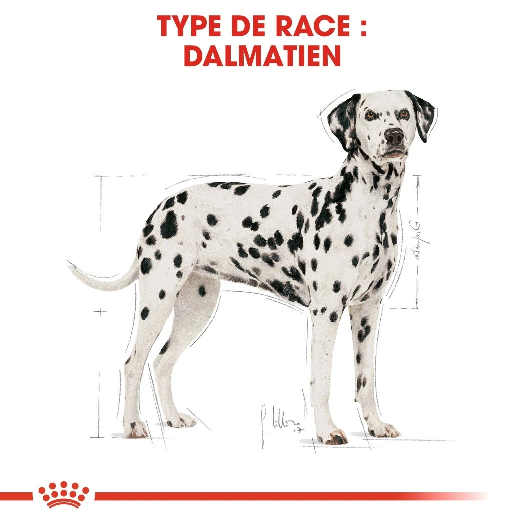 Royal Canin Dalmatien Adult – Image 5