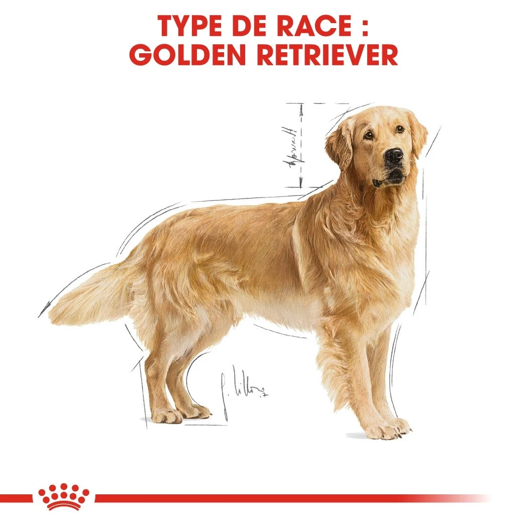 Royal Canin Golden Retriever Adult - Croquettes Pour Chien – Image 5