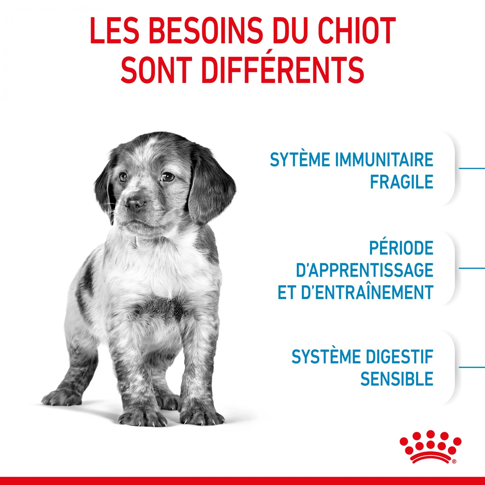 Royal Canin Medium Puppy - Croquettes Pour Chiot – Image 4