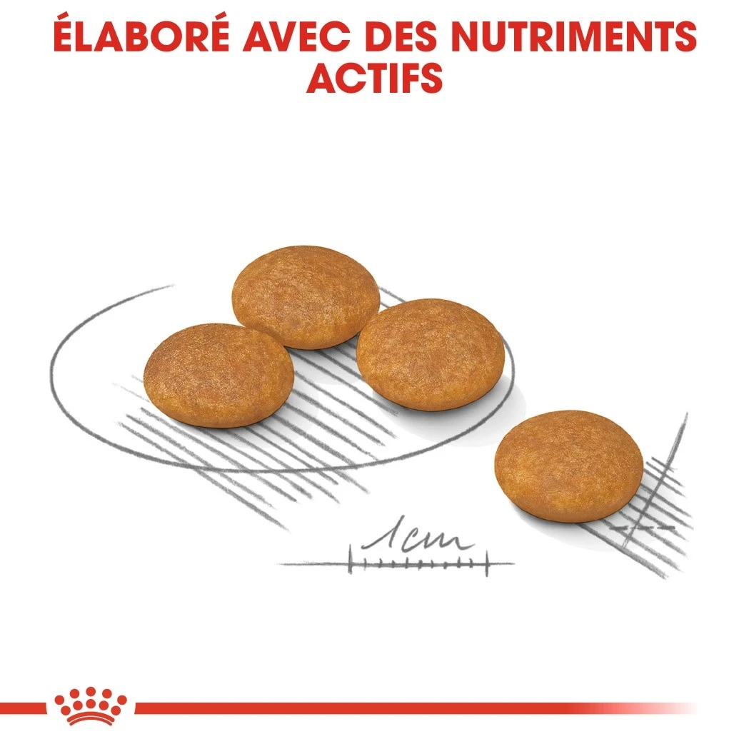 Royal Canin Mini Dermaconfort - Croquettes Pour Chien – Image 4