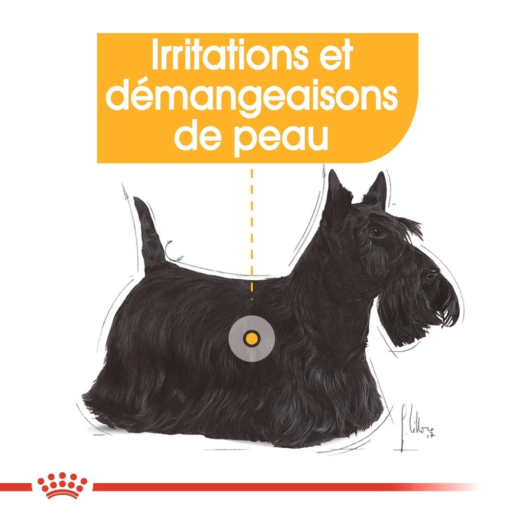 Royal Canin Mini Dermaconfort - Croquettes Pour Chien – Image 6